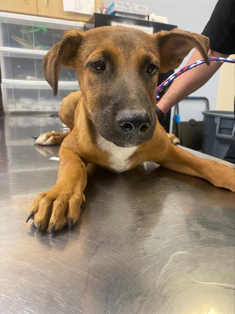 adoptable Dog in Phoenix, AZ named FRED