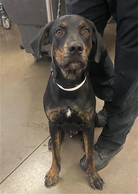 adoptable Dog in Phoenix, AZ named ELIJAH