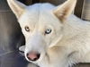 adoptable Dog in , AZ named DONATELLO