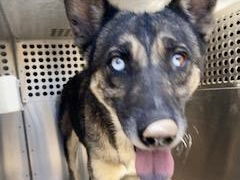 adoptable Dog in Phoenix, AZ named DREAMER