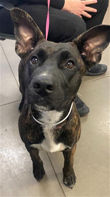 adoptable Dog in Phoenix, AZ named JAMES