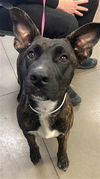 adoptable Dog in , AZ named JAMES