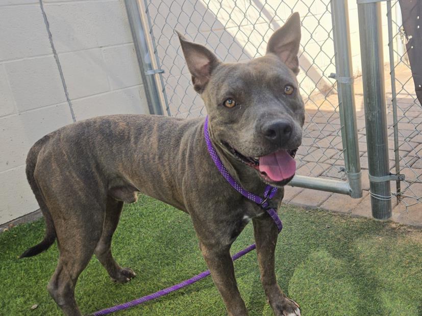 adoptable Dog in Phoenix, AZ named ACE