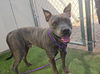 adoptable Dog in , AZ named ACE