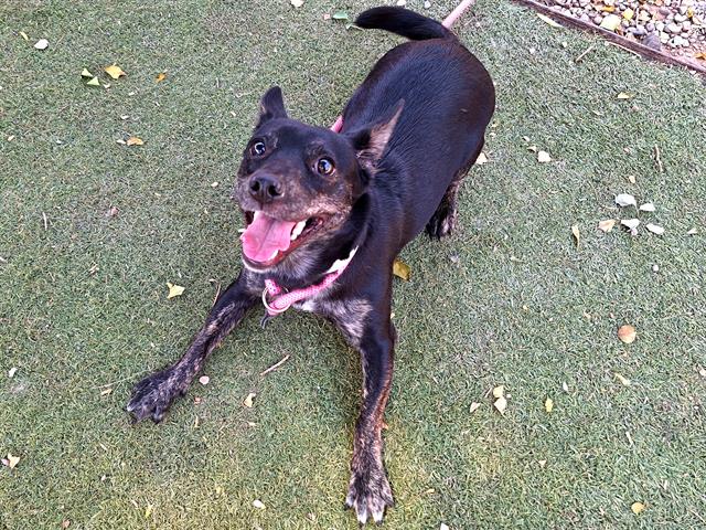 adoptable Dog in Phoenix, AZ named CLOUD