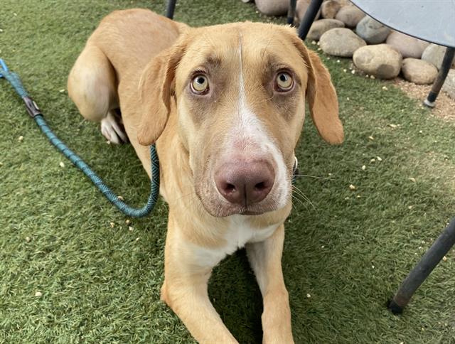 adoptable Dog in Phoenix, AZ named BUTTERSCOTCH