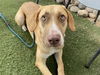 adoptable Dog in , AZ named BUTTERSCOTCH