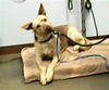 adoptable Dog in , AZ named SHERRY