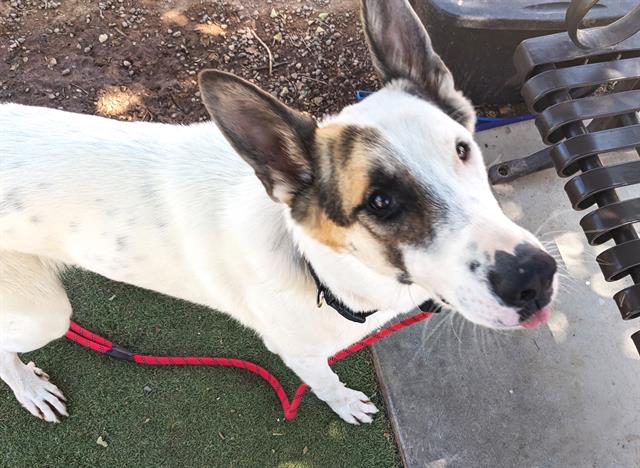 adoptable Dog in Phoenix, AZ named ROWDY