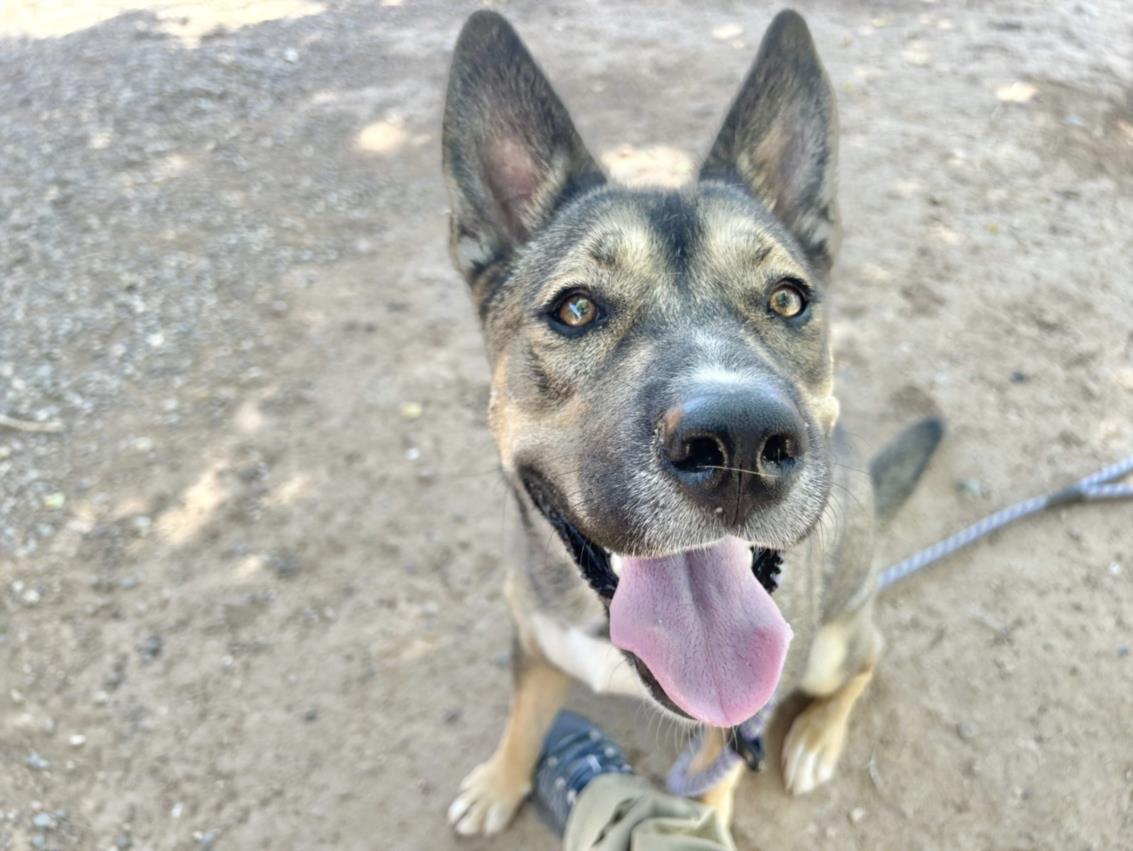 adoptable Dog in Phoenix, AZ named ATHENA