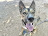 adoptable Dog in , AZ named ATHENA