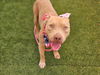 adoptable Dog in , AZ named ZOOKS