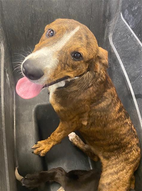 adoptable Dog in Phoenix, AZ named SPARK