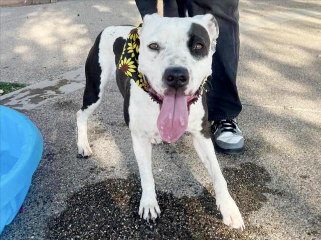 adoptable Dog in Phoenix, AZ named MEG