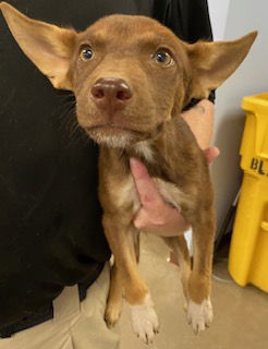 adoptable Dog in Phoenix, AZ named SPUD