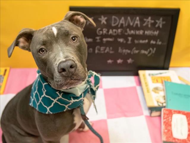 adoptable Dog in Phoenix, AZ named DANA