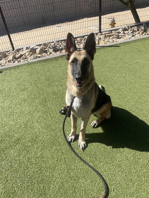 adoptable Dog in Phoenix, AZ named CORAL