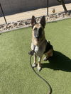 adoptable Dog in , AZ named CORAL