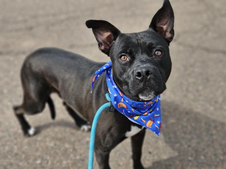 adoptable Dog in Phoenix, AZ named SILHOUETTE