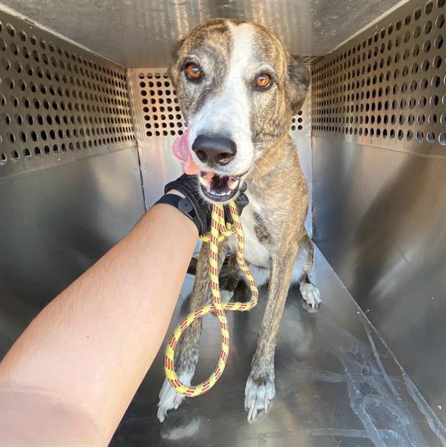 adoptable Dog in Phoenix, AZ named GRACIE