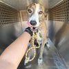 adoptable Dog in , AZ named GRACIE