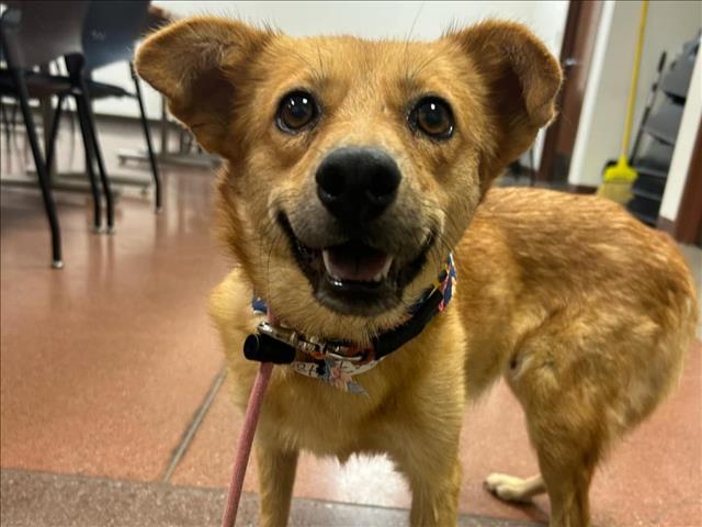 adoptable Dog in Phoenix, AZ named LULU