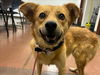 adoptable Dog in , AZ named LULU