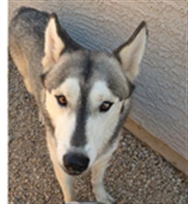 adoptable Dog in Phoenix, AZ named COPPOLA