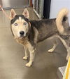 adoptable Dog in , AZ named KUBRICK