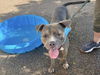 adoptable Dog in , AZ named SEVYEN