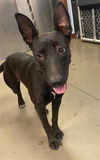 adoptable Dog in , AZ named NISHA