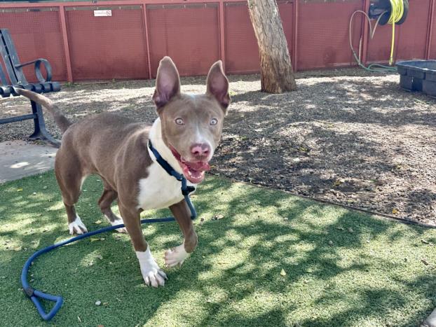 adoptable Dog in Phoenix, AZ named SONYA