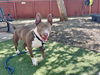 adoptable Dog in , AZ named SONYA