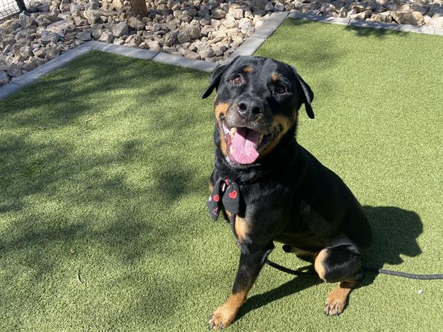 adoptable Dog in Phoenix, AZ named ROMAN