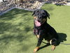 adoptable Dog in , AZ named ROMAN