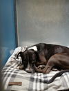 adoptable Dog in , AZ named CLAUDE