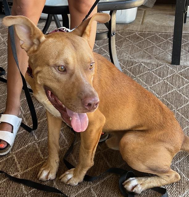 adoptable Dog in Phoenix, AZ named CARROT