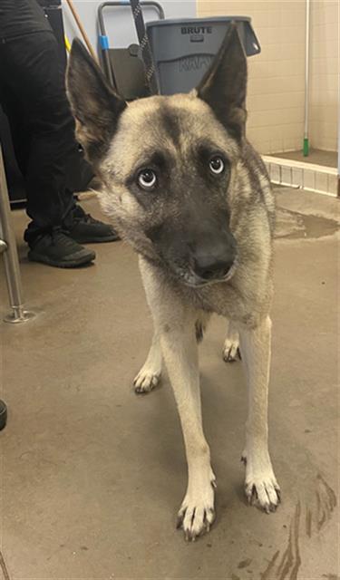 adoptable Dog in Phoenix, AZ named BEEP