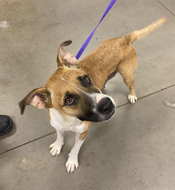 adoptable Dog in Phoenix, AZ named ROXANNE