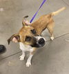 adoptable Dog in , AZ named ROXANNE