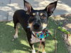 adoptable Dog in , AZ named KIP