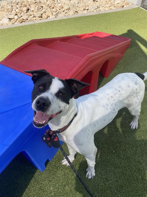 adoptable Dog in Phoenix, AZ named CELESTE