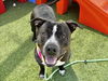 adoptable Dog in , AZ named FRANCINE