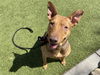 adoptable Dog in , AZ named LYN