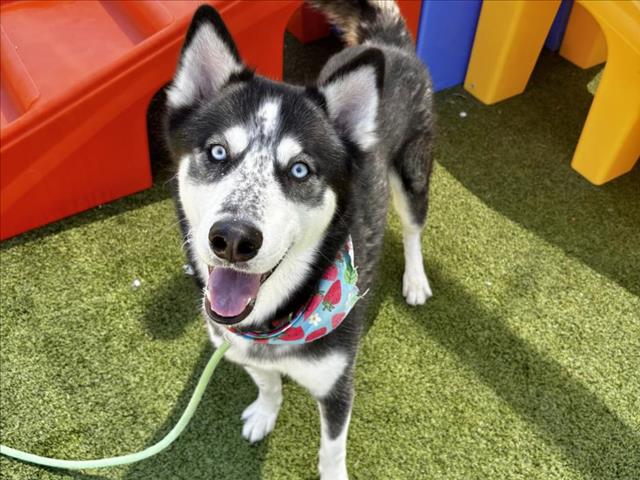 adoptable Dog in Phoenix, AZ named BALTO