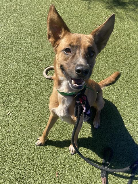 adoptable Dog in Phoenix, AZ named LEO