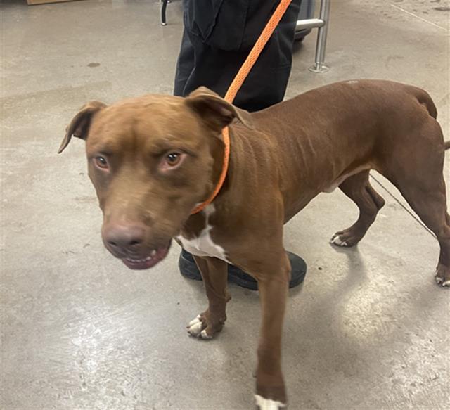 adoptable Dog in Phoenix, AZ named THEO