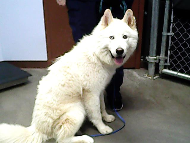 adoptable Dog in Phoenix, AZ named MARSHMALLOW FLUFF