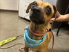 adoptable Dog in , AZ named WINSTON