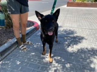 adoptable Dog in Phoenix, AZ named BRUCE